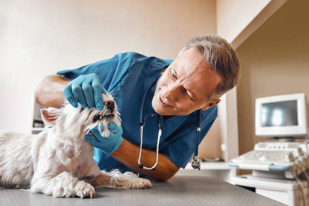 Best Emergency X-Rays and Diagnostics in Mena, AR